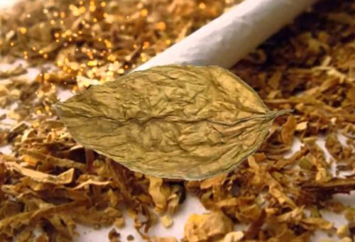 Настой табака для опрыскивания растений от вредителей