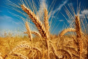 Избавить организм от всего ненужного под силу пшеничному отвару