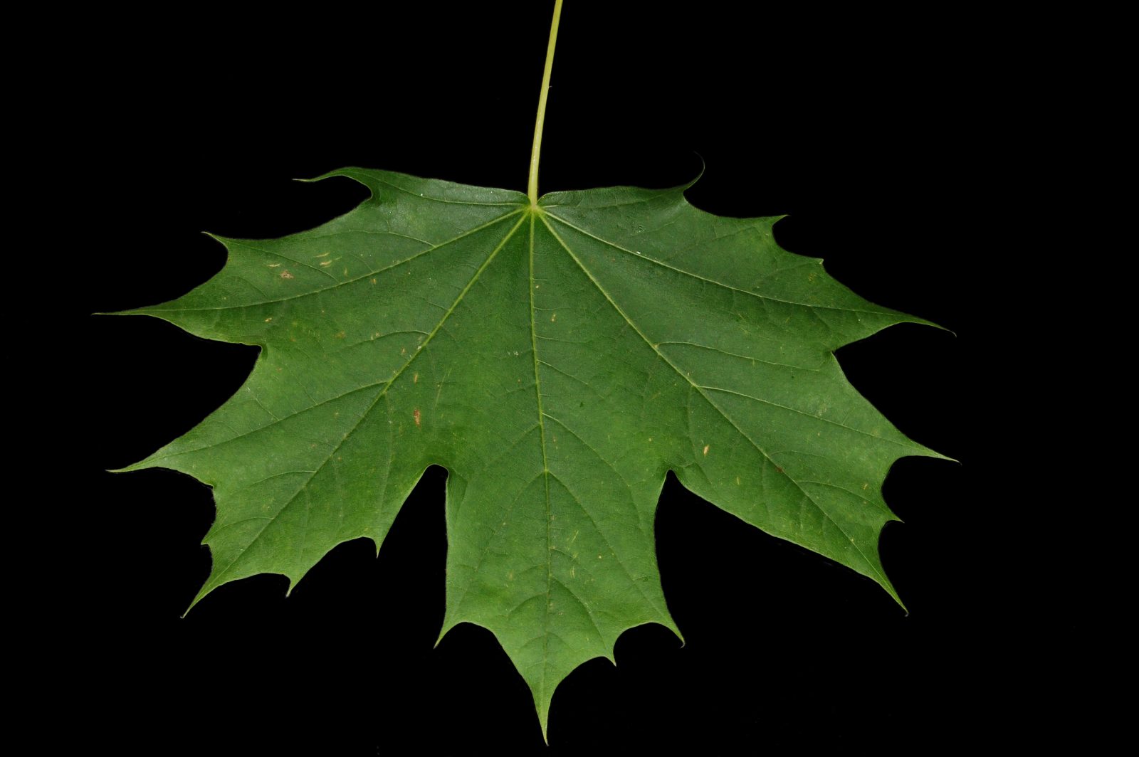 Acer platanoides Leaf