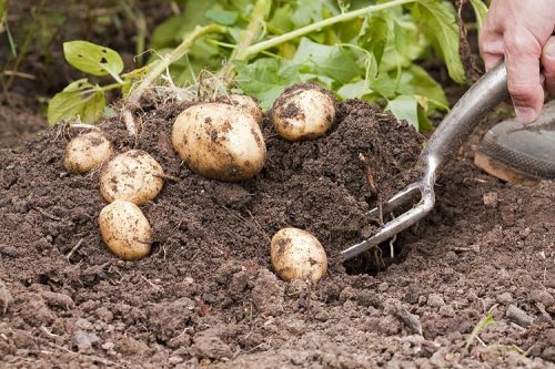 potato-harvesting-big
