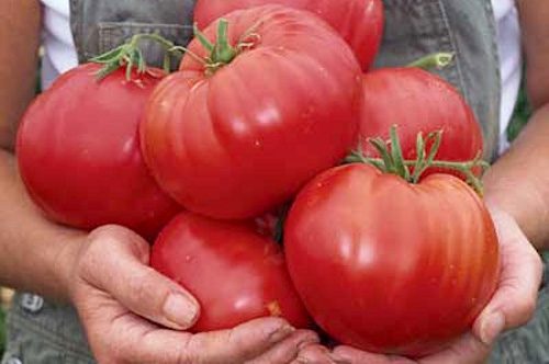 Урожайные-сорта-томатов