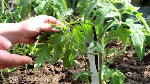 Настои и отвары ботвы овощей в борьбе с вредителями растений