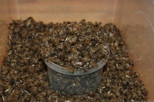 Целебный подарок пчелы — настой пчелиного подмора